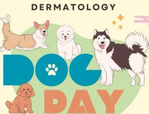 Pet Dermatology | Dog Day 2024